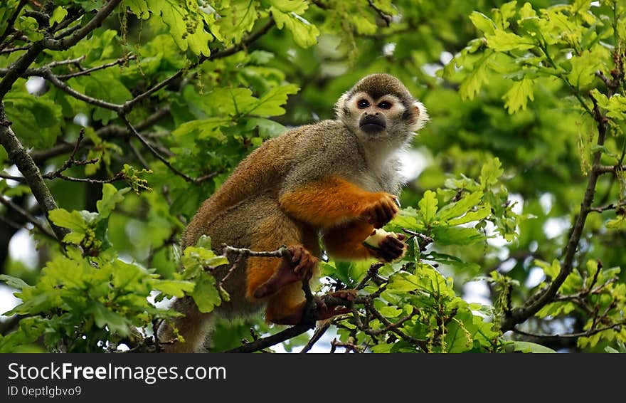 Squirrel monkey in branches of leafy tree looking intently perhaps at opportunity to feed. Squirrel monkey in branches of leafy tree looking intently perhaps at opportunity to feed.