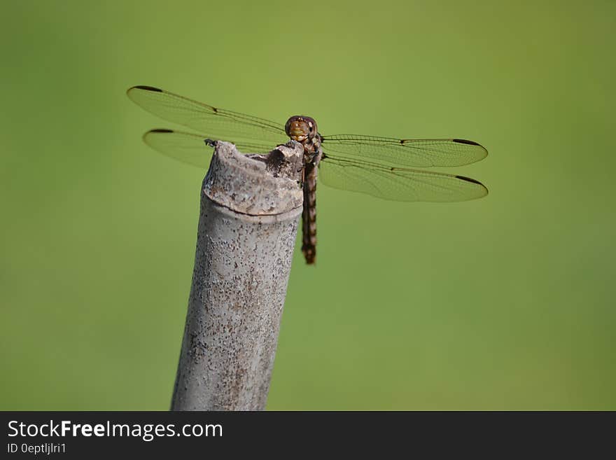 A dragonfly perching on a dried reed. A dragonfly perching on a dried reed.