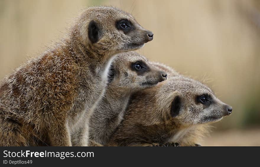 A family of meerkats watching something closely.