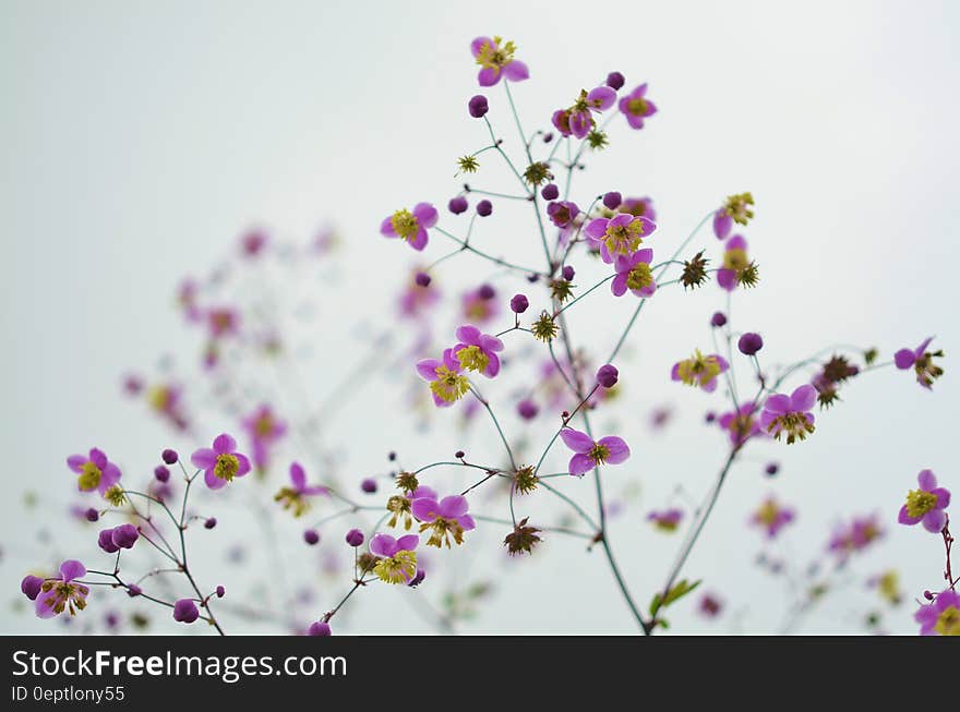 Close up of purple and yellow wildflowers against white skies.