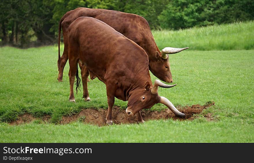 Long horn bulls digging hole in green field on sunny day. Long horn bulls digging hole in green field on sunny day.