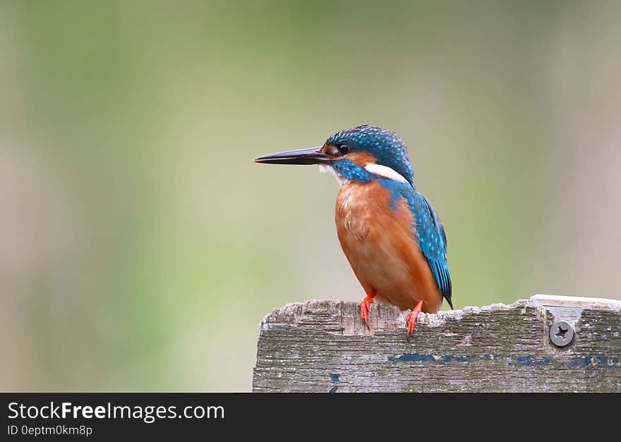 Blue and Orange Bird on Brown Wooden Surface in Selective Focus Photography