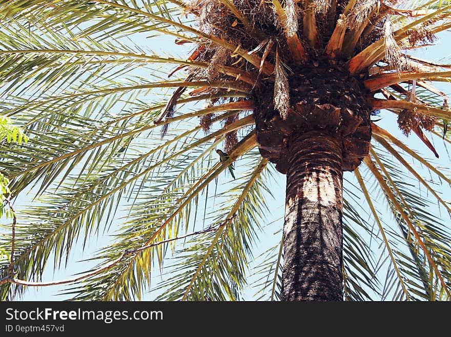 Underneath palm tree fronds against blue skies on sunny day. Underneath palm tree fronds against blue skies on sunny day.