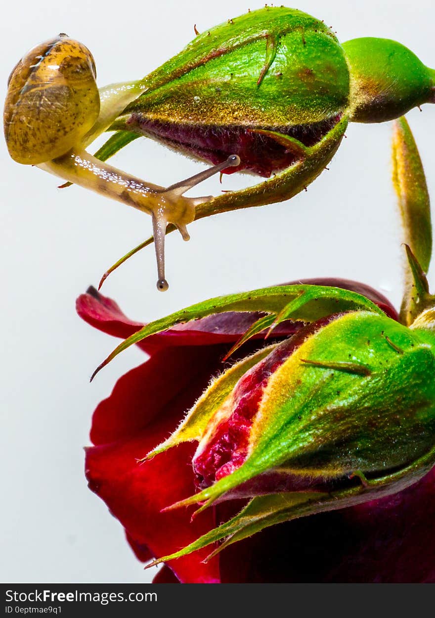 A snail crawling on a rose bud. A snail crawling on a rose bud.