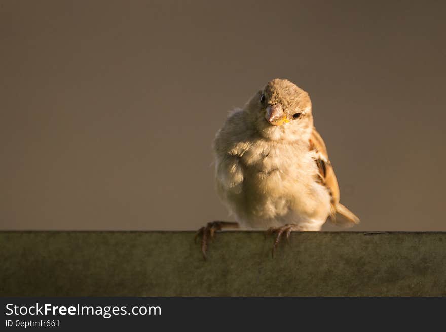 A sparrow perching on a wall. A sparrow perching on a wall.