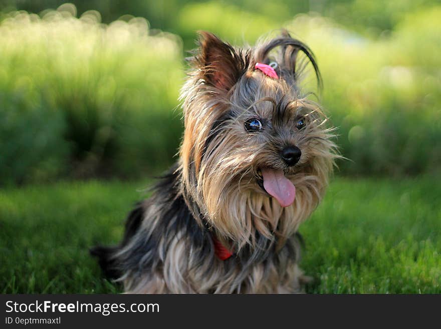 A close up of a Yorkshire terrier on green grass.