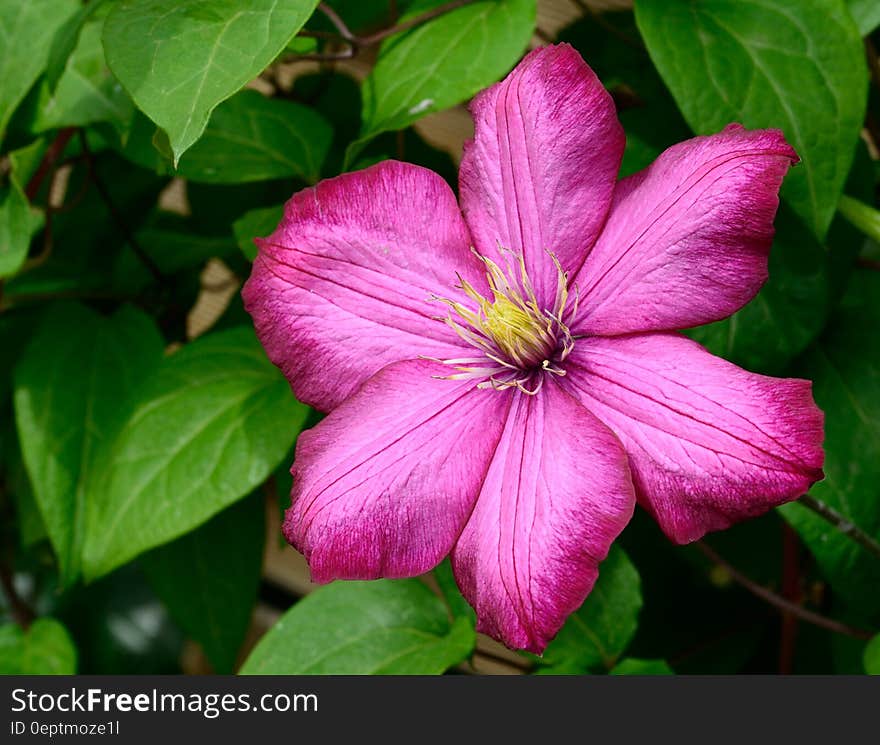 Pink 6 Petaled Flower in Bloom