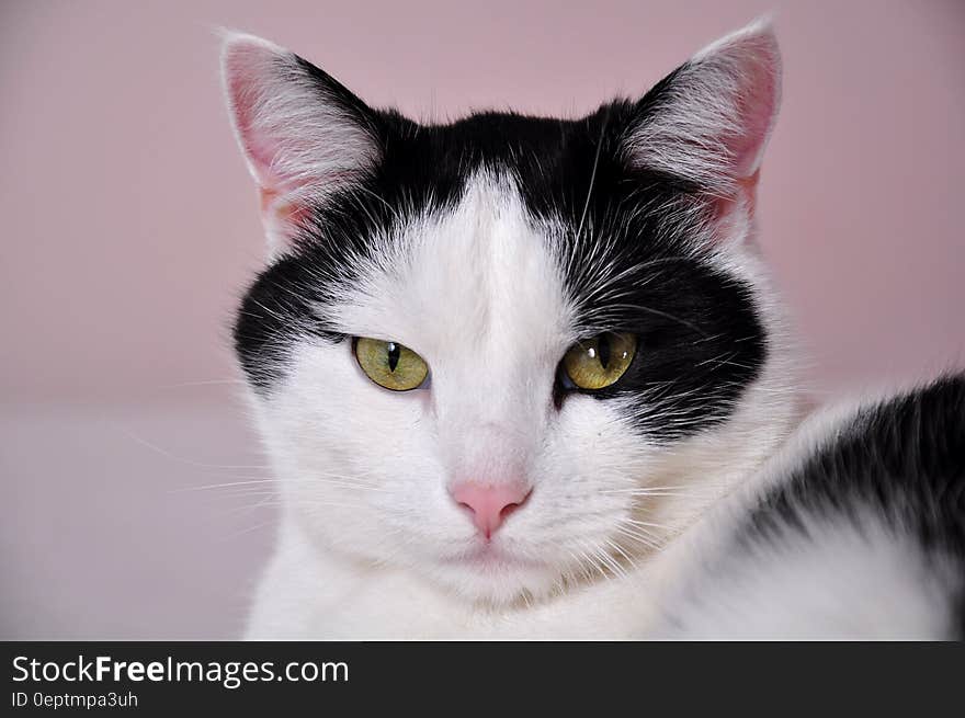 Black and White Cat