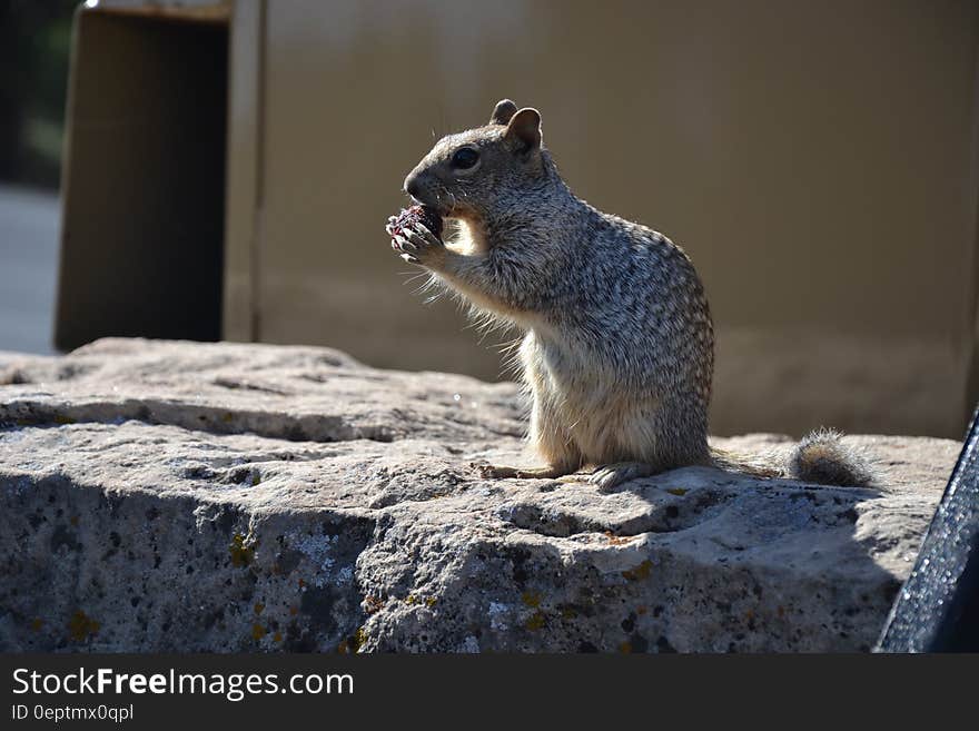 A squirrel sitting on a rock. A squirrel sitting on a rock.