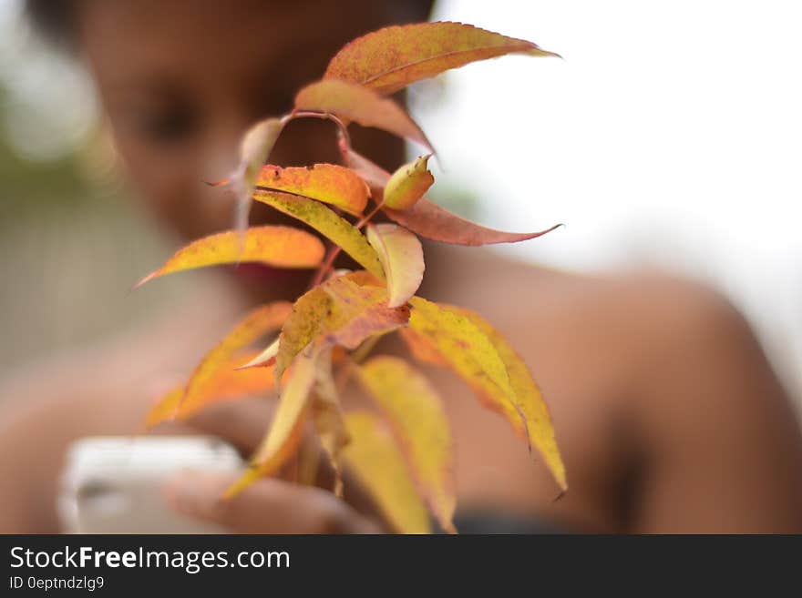 Green Leaved Plant