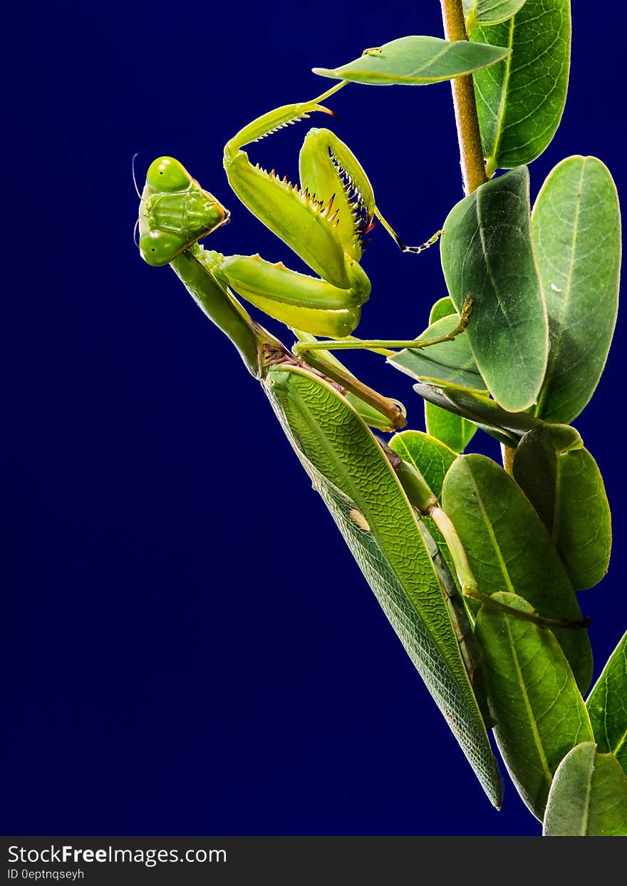 Green Praying Mantis on Green Leaf