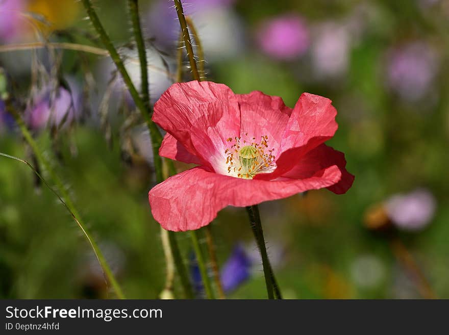 Red Petal Flower Near Green Plant during Daytime