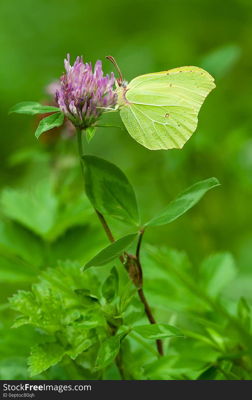 Green Butterfly