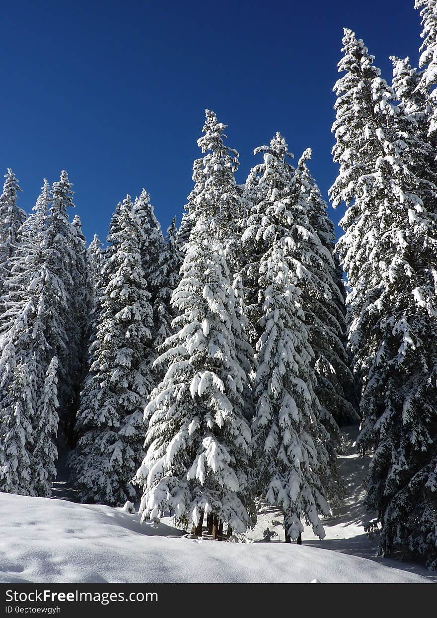 Snow Covered Green Forest Trees during Day