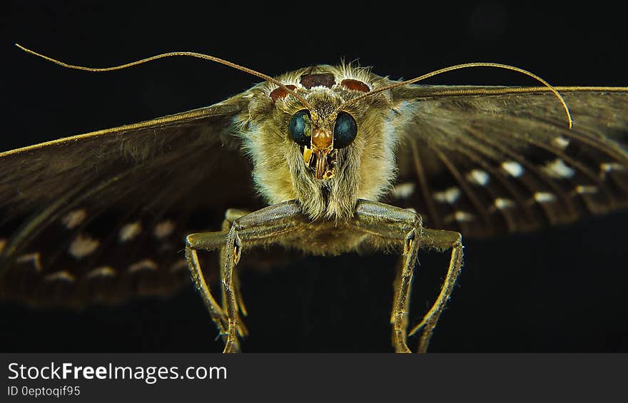 Moth Butterfly Photo