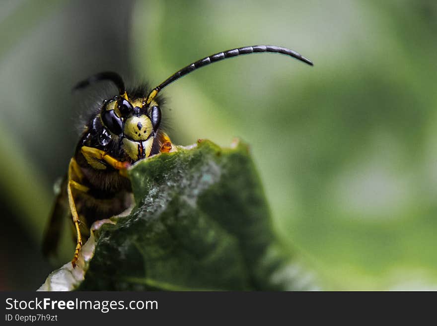 Macro close up of bee on dry leaf on sunny day. Macro close up of bee on dry leaf on sunny day.