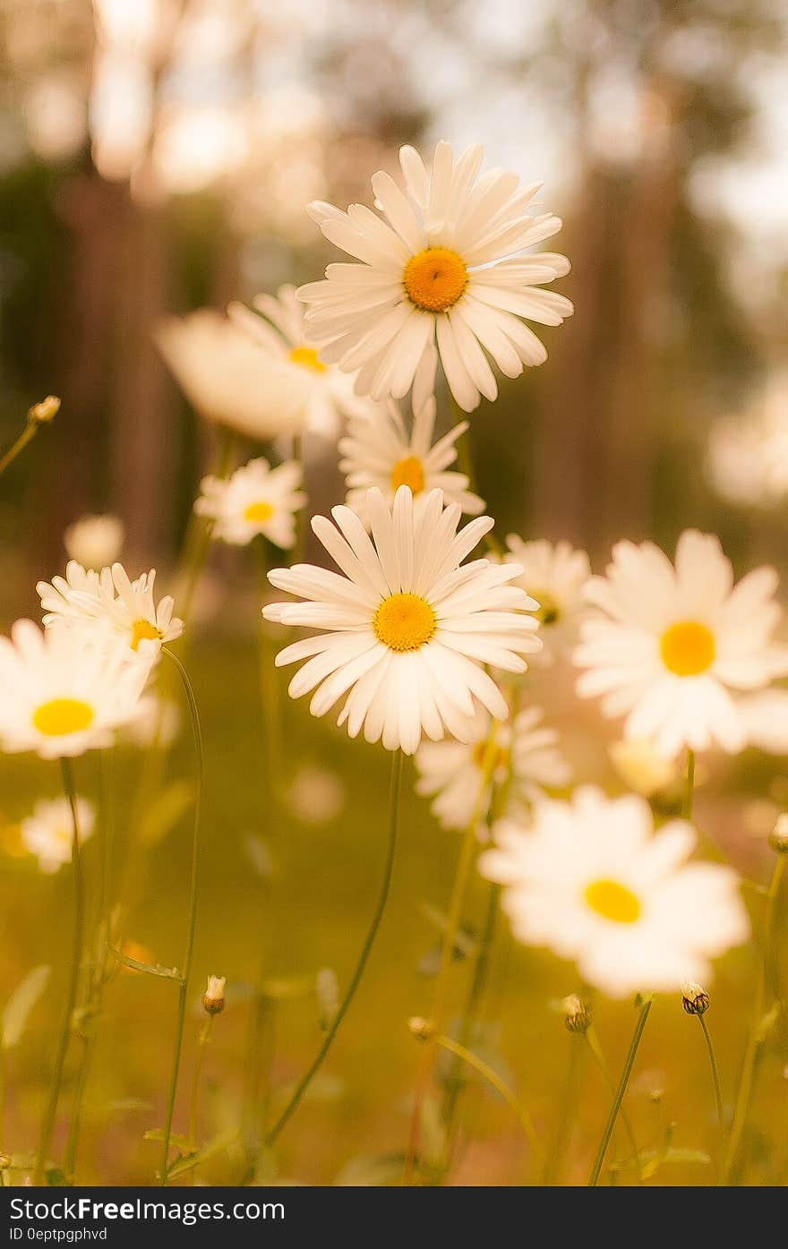 White Daisy in Bloom