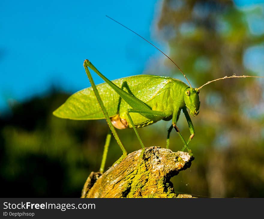 Green Grasshopper during Day Time