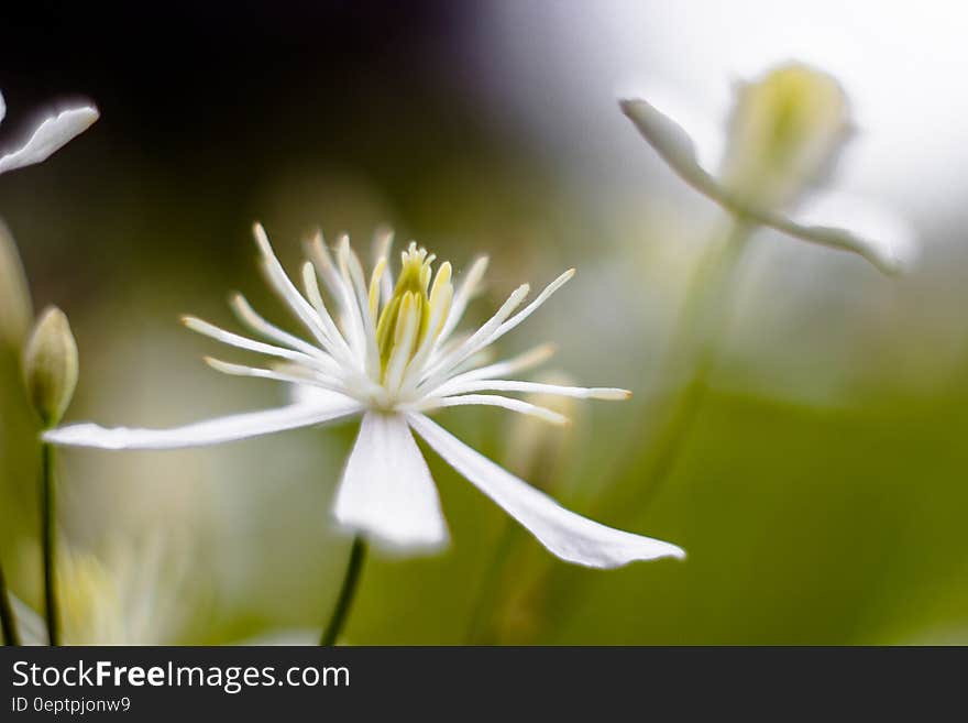 White and Yellow Petaled Flower