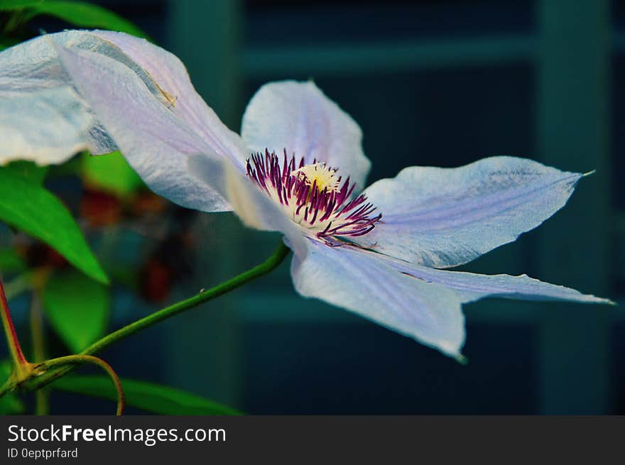 White and Purple Broad Petal Flower