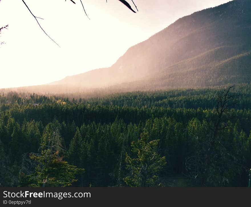 Aerial Photography of Forest Trees Near Mountain during Daytime