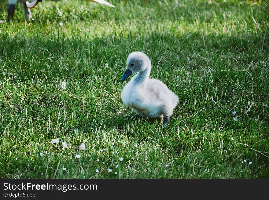 A young cygnet on green grass.