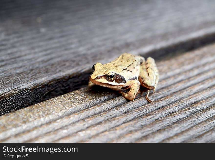 A frog resting on a wooden plank. A frog resting on a wooden plank.