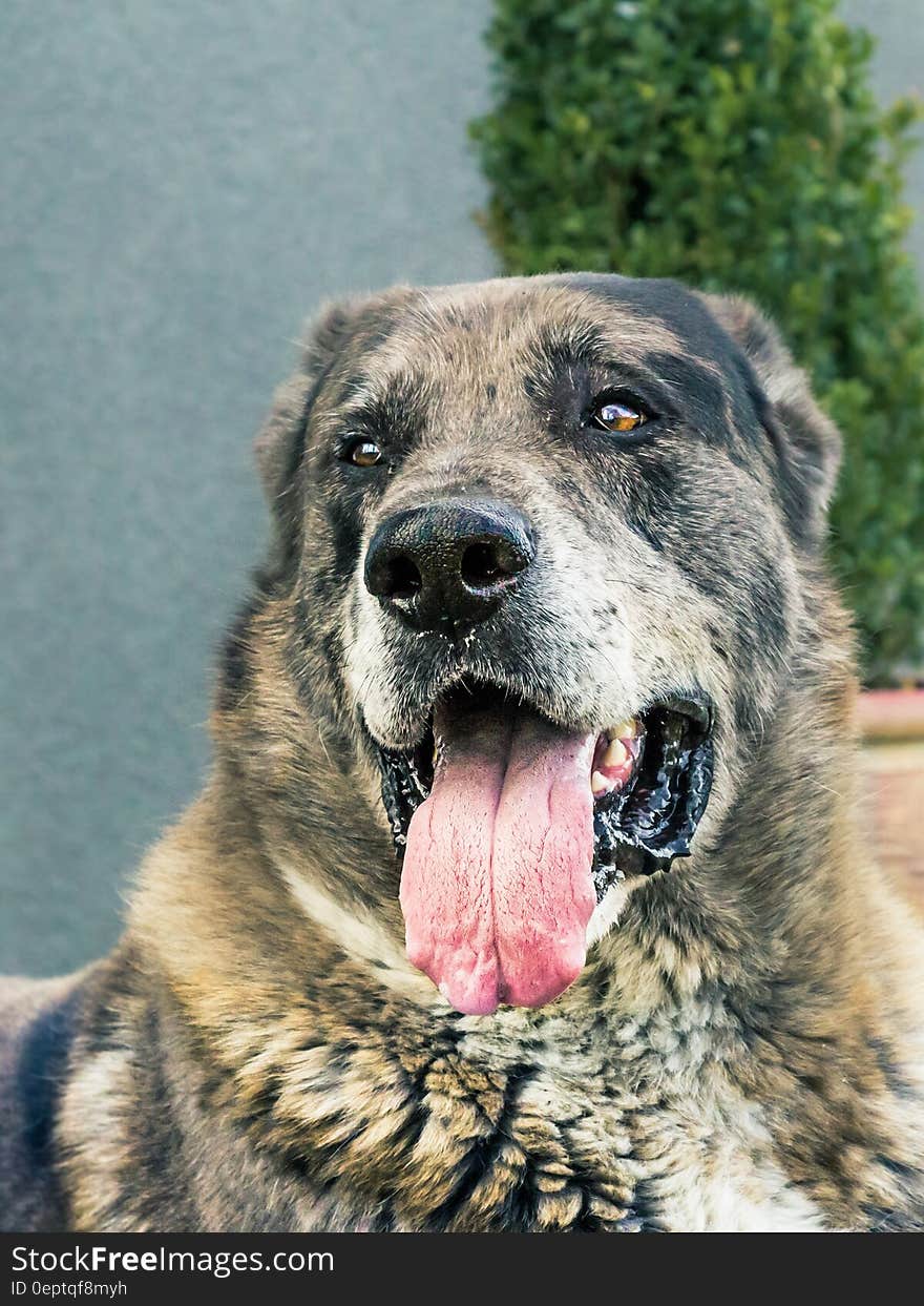 Black Brown and Gray Short Coated Medium Breed Dog