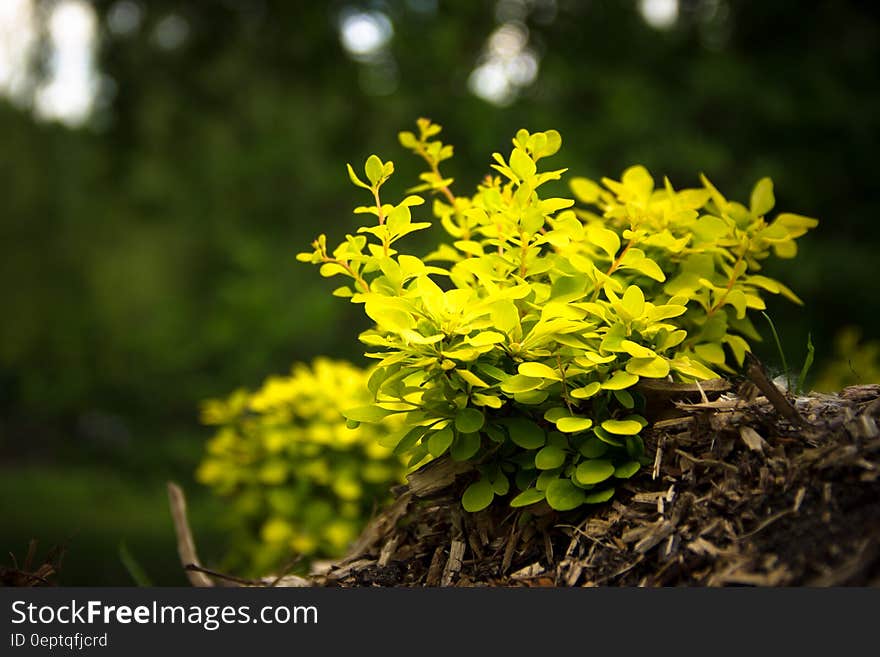 A green shrub in the forest.