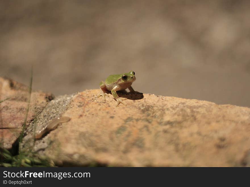 A small frog sitting on a rock in sunshine. A small frog sitting on a rock in sunshine.