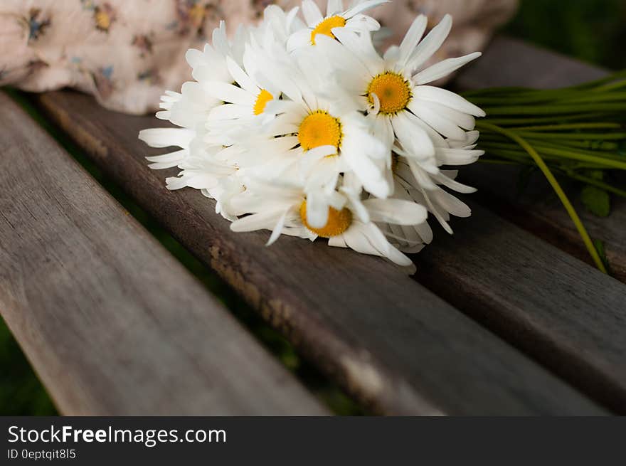 White Daisy on Brown Wood