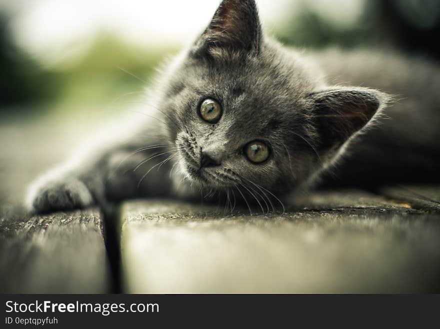 Close up portrait of kitten on stones in sunny garden. Close up portrait of kitten on stones in sunny garden.