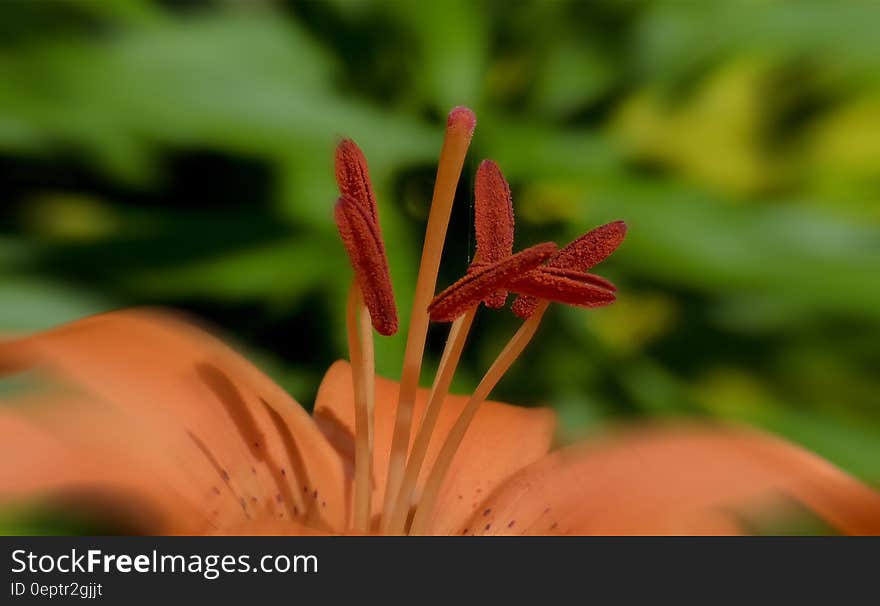 Red and Pink Flower Filament Close Up Photo