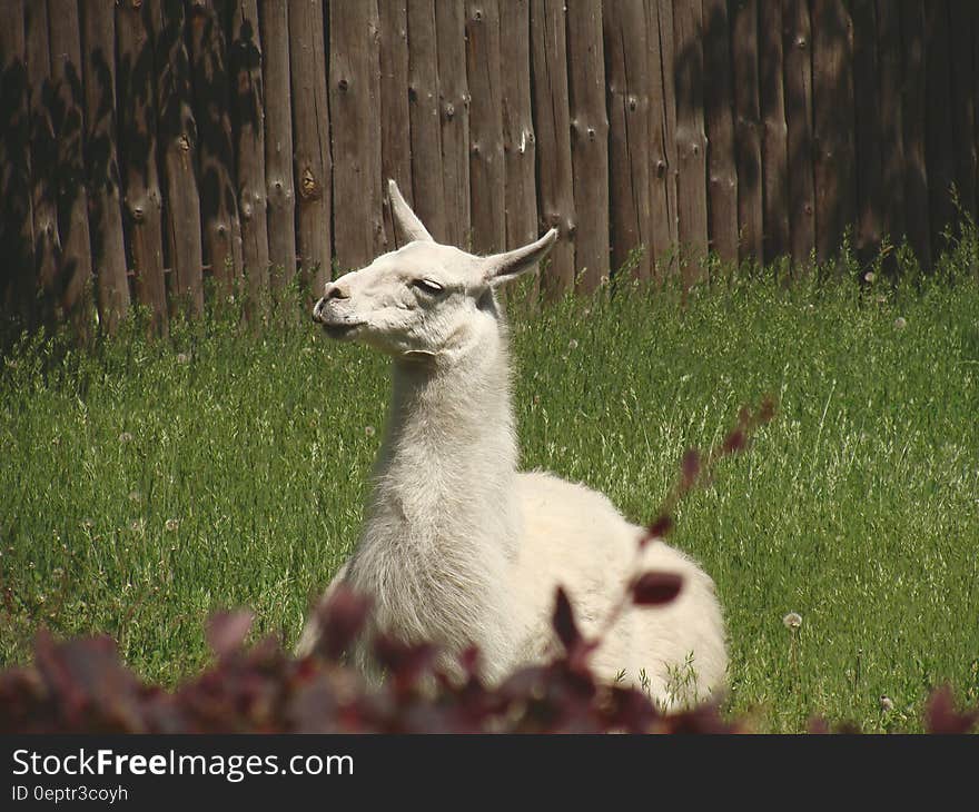 White Llama Lying on Green Grass Under Sunny Sky during Daytime