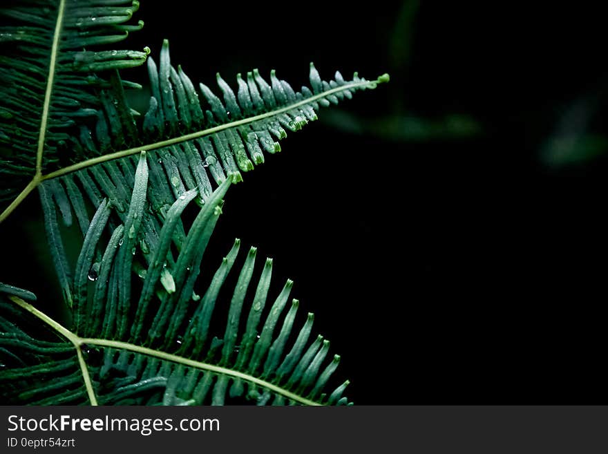 Close up of green fern fronds with dew on black. Close up of green fern fronds with dew on black.