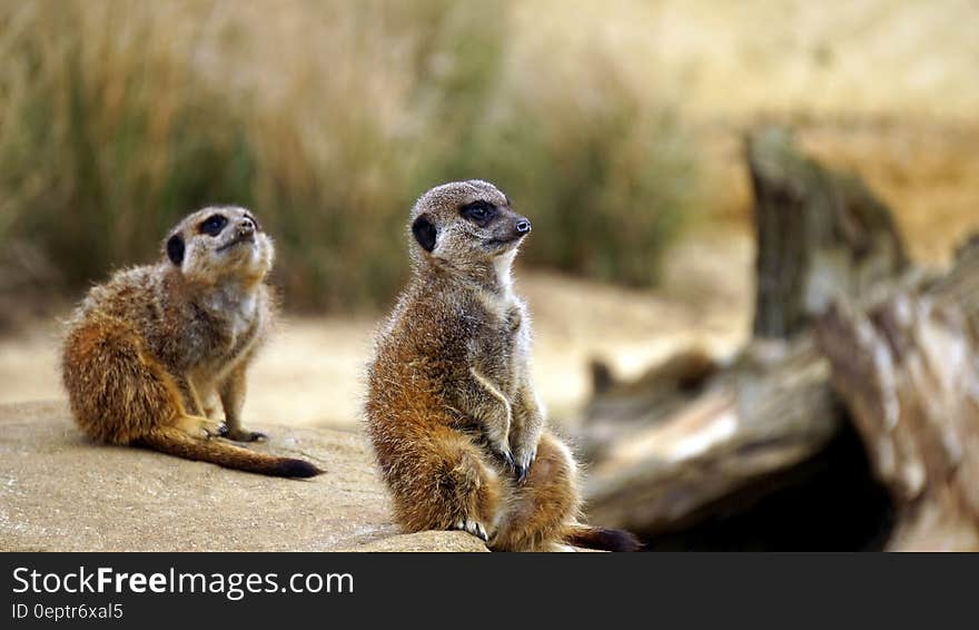 Portrait of meerkats sitting on ground next to wood in grassland. Portrait of meerkats sitting on ground next to wood in grassland.