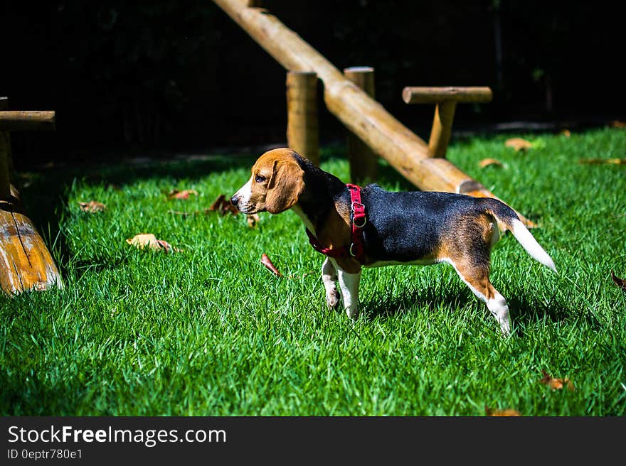 Young beagle puppy standing in green lawn on sunny day. Young beagle puppy standing in green lawn on sunny day.