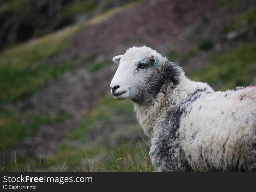 White and Gray Sheep