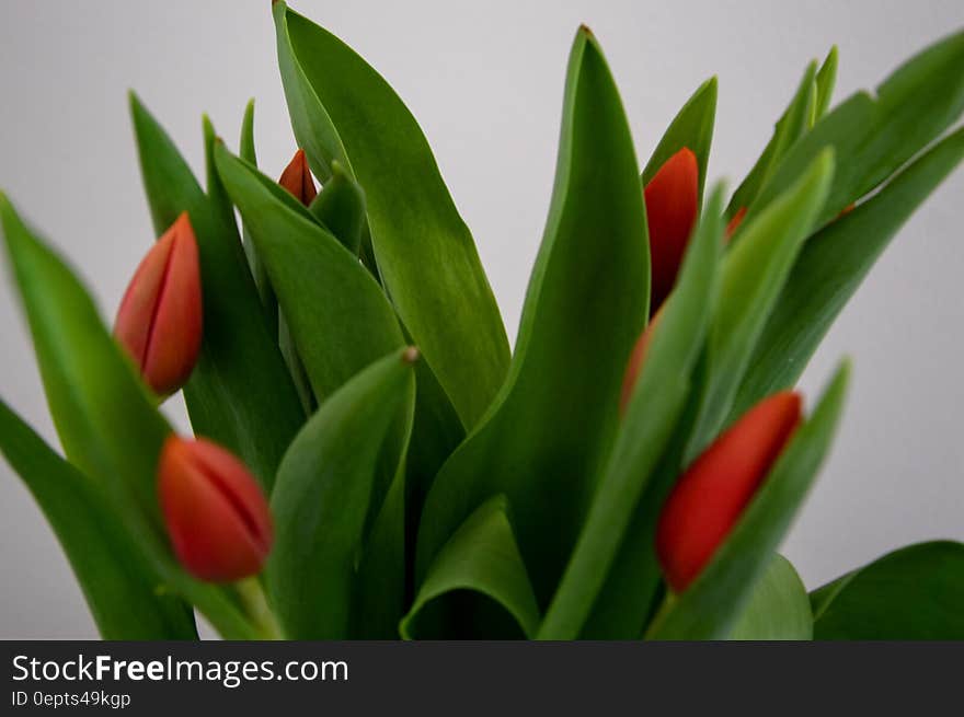 Green and Red Indoor Plant Beside White Textile