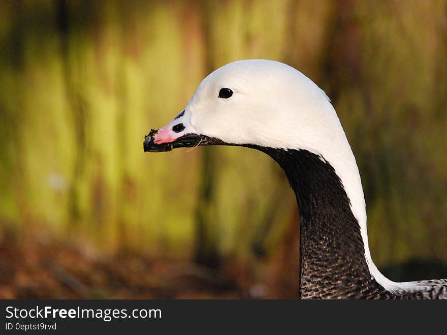 Black and White Duck Close Up Photo