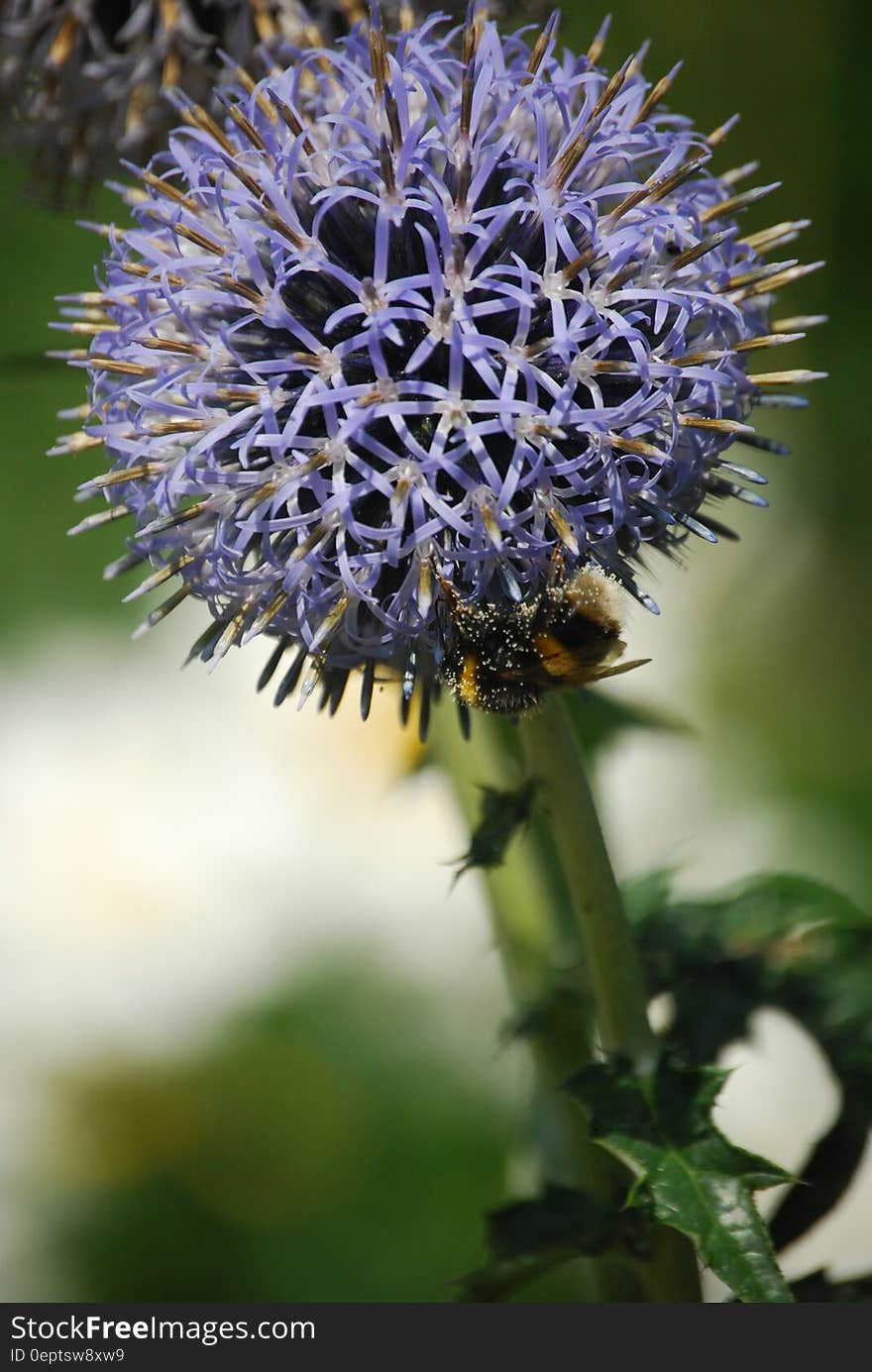 Macro Photo of Purple Round Cluster Flower in Bloom With Honeybee Underneath