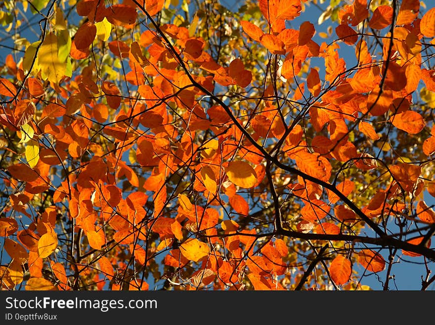 Withered Leaf Tree