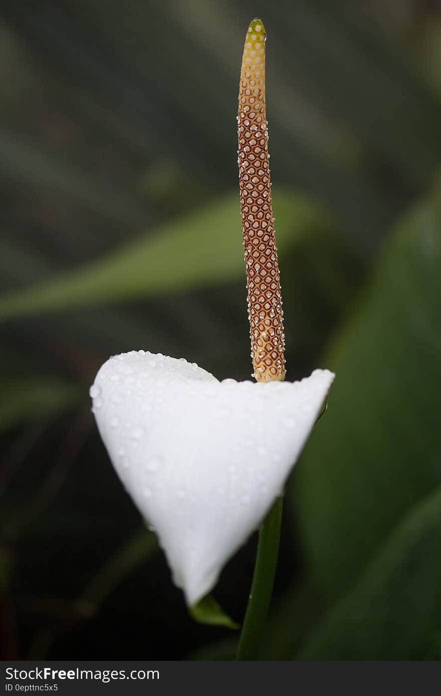 White Petal Flower