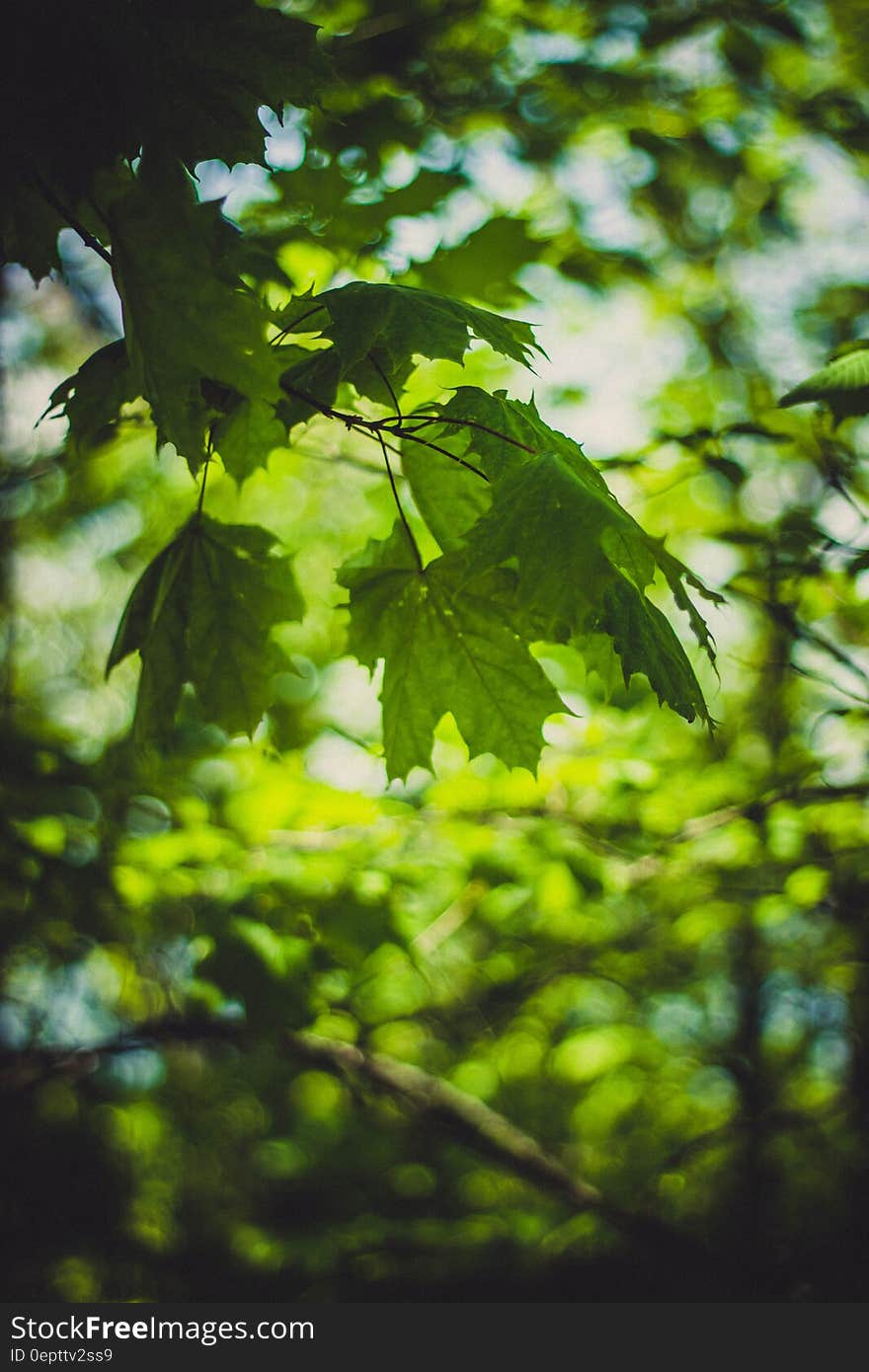 Green Lobed Leaves on Branch