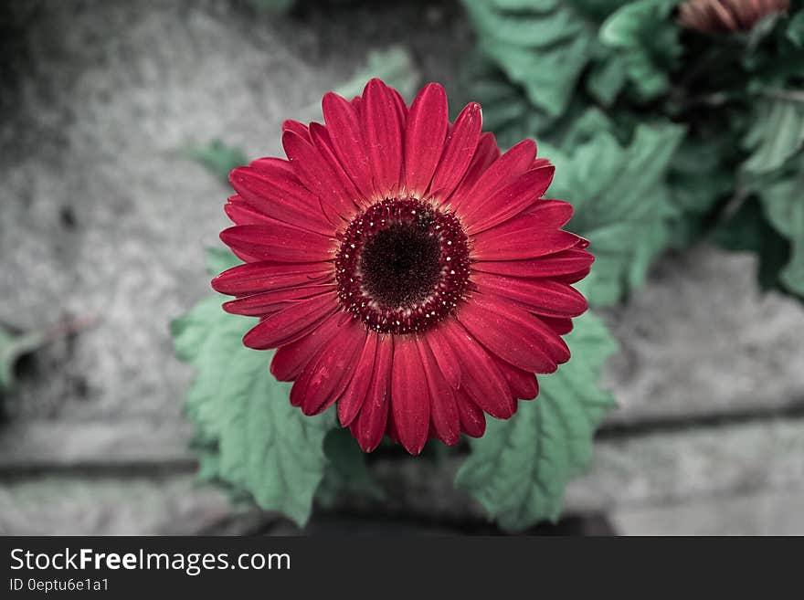 Red Daisy