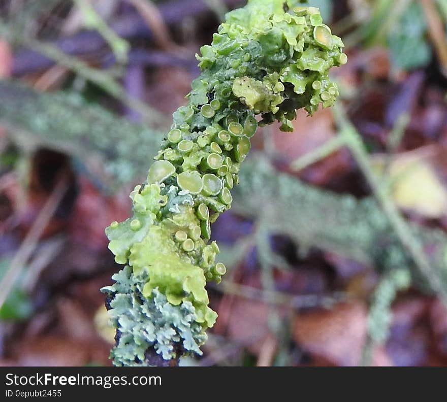 Close up of green algae growing on branch outdoors. Close up of green algae growing on branch outdoors.