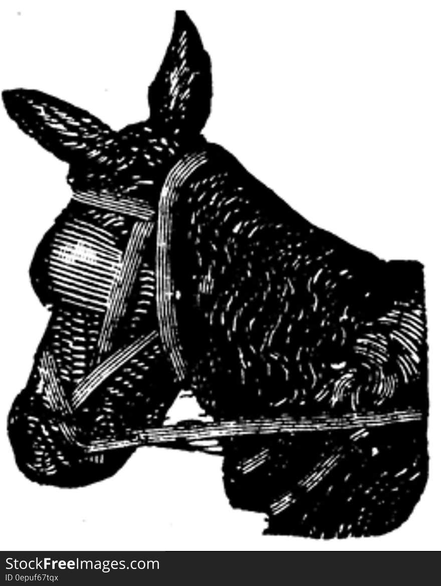 mule-001
