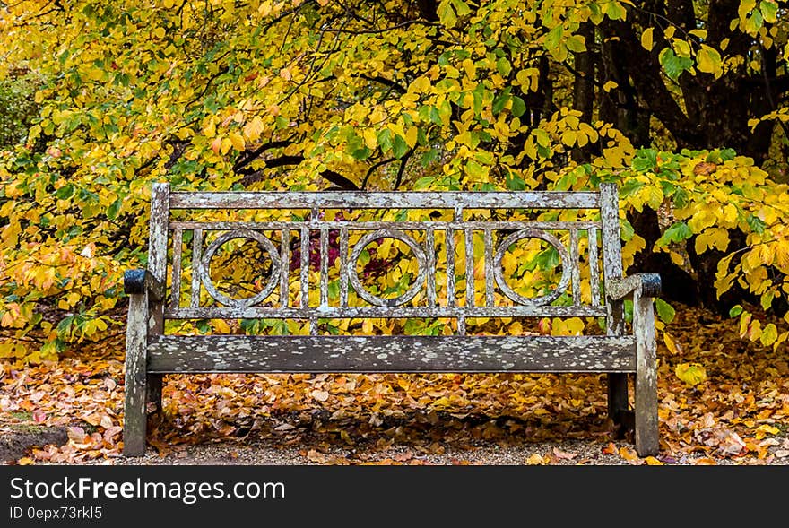 Sheffield Park Bench. Sheffield Park Bench