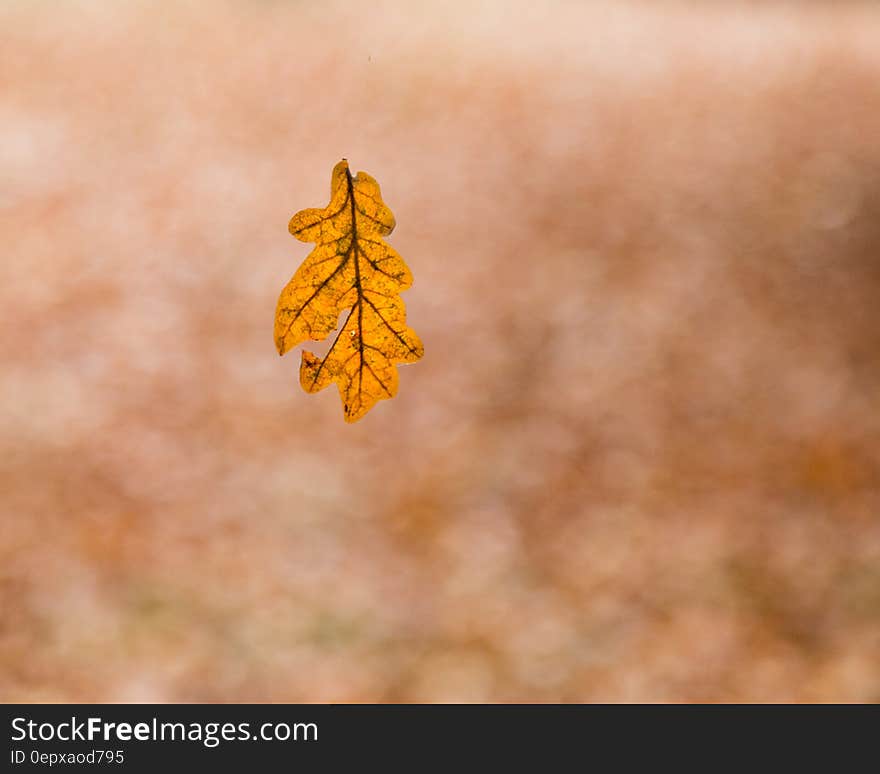 Oak Leaf. Oak Leaf