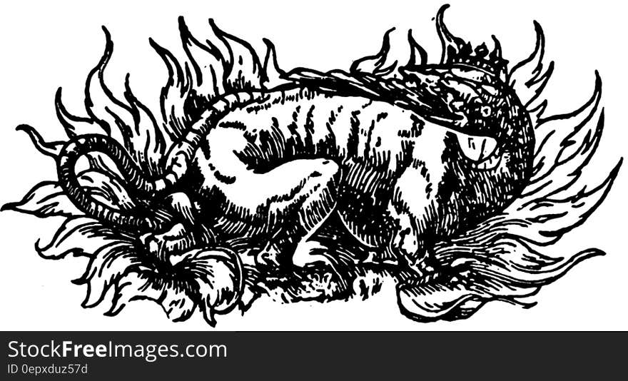 Black and white ink drawing of lizard or monster. Black and white ink drawing of lizard or monster.